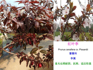 园林植物名称及图片.ppt