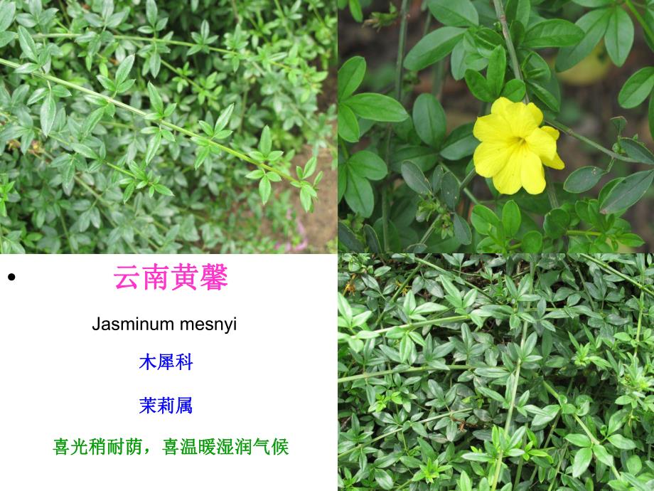 园林植物名称及图片.ppt_第2页