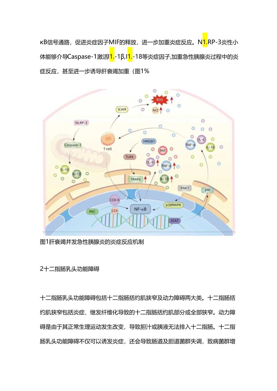 2024肝衰竭并发急性胰腺炎的机制及预防（附图表）.docx_第3页