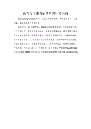 菠菜没了霜毒病片片绿叶枝头俏.docx