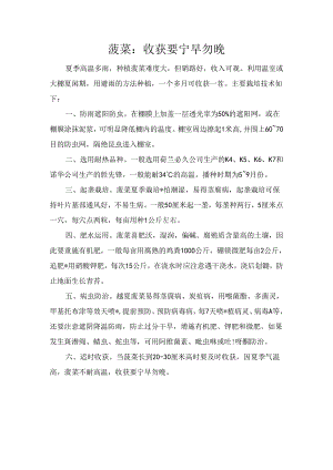 菠菜：收获要宁早勿晚.docx