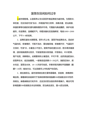 菠菜在田间如何过冬.docx