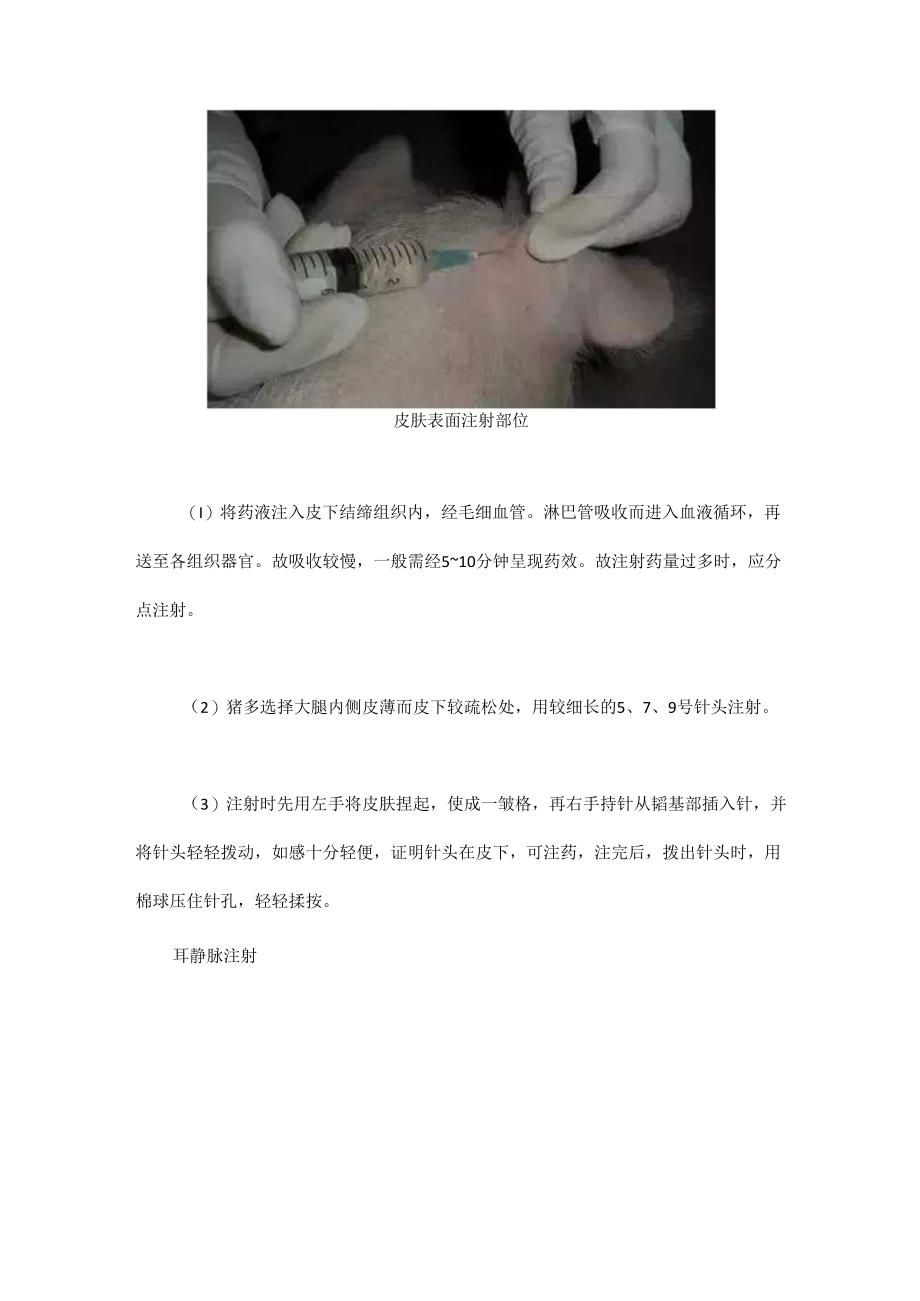值得收藏的各种给猪注射方法.docx_第3页