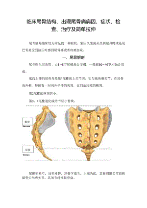 临床尾骨结构、出现尾骨痛病因、症状、检查、治疗及简单拉伸.docx