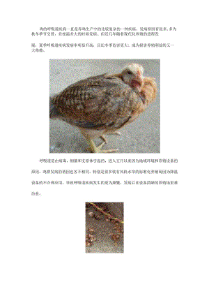 夏季家禽呼吸道疾病的诊治要点.docx