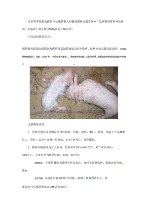 区别猪伪狂犬和链球菌脑炎必须了解这些！.docx