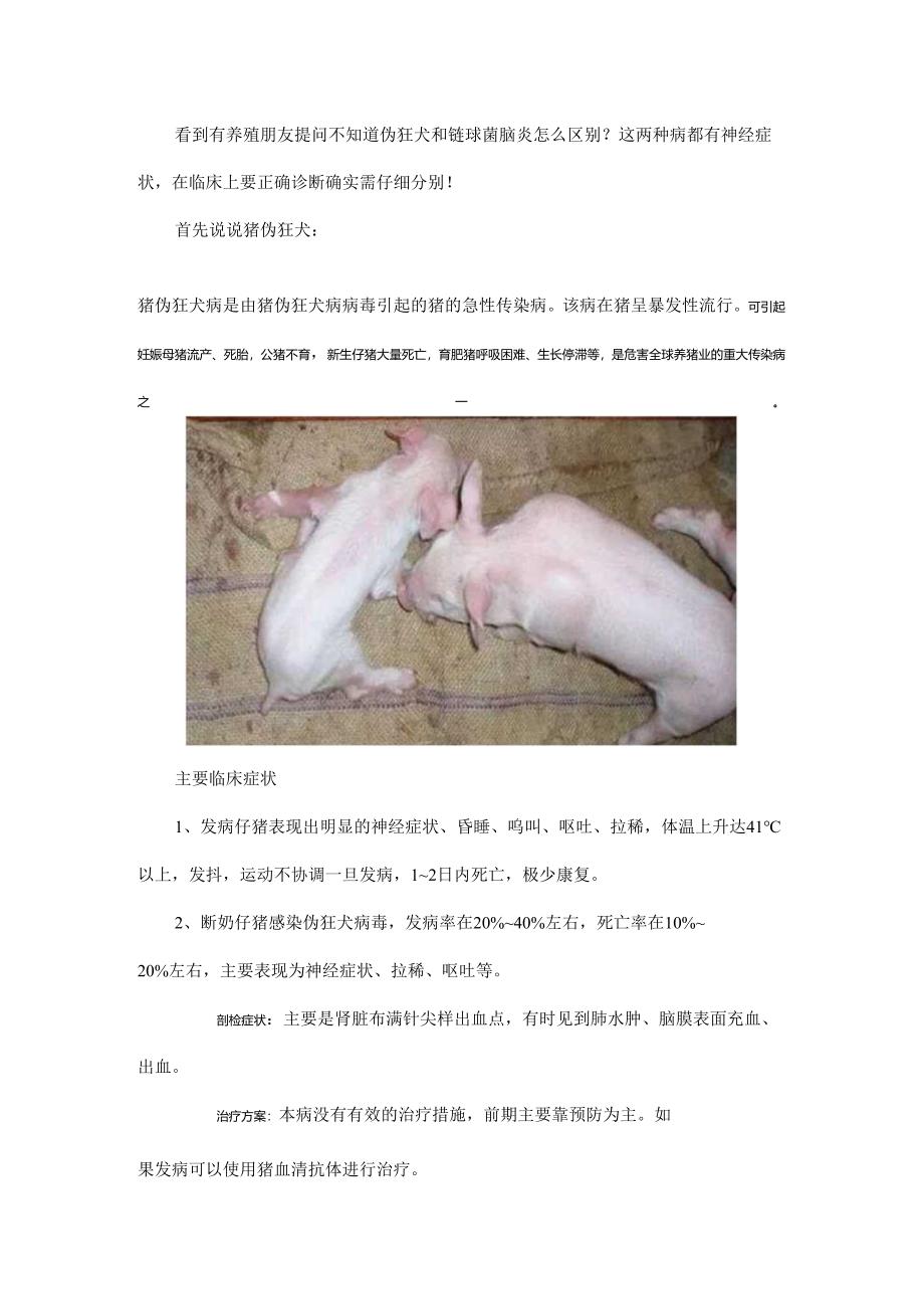 区别猪伪狂犬和链球菌脑炎必须了解这些！.docx_第1页