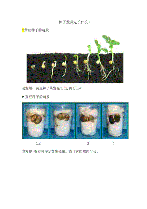 小学科学：《种子发芽先长什么？》学习单一.docx