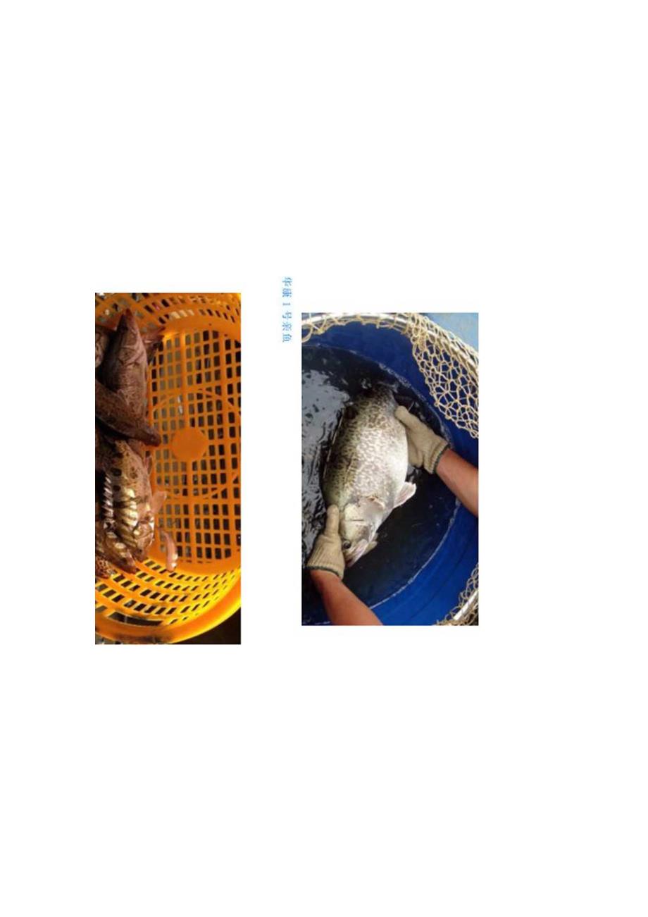 翘嘴鳜“华康1号”.docx_第3页