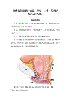 临床前列腺解剖位置、形态、大小、组织学结构及分区法.docx