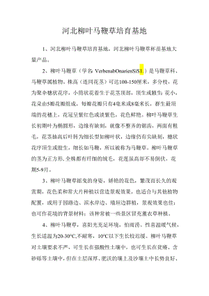 河北柳叶马鞭草培育基地.docx