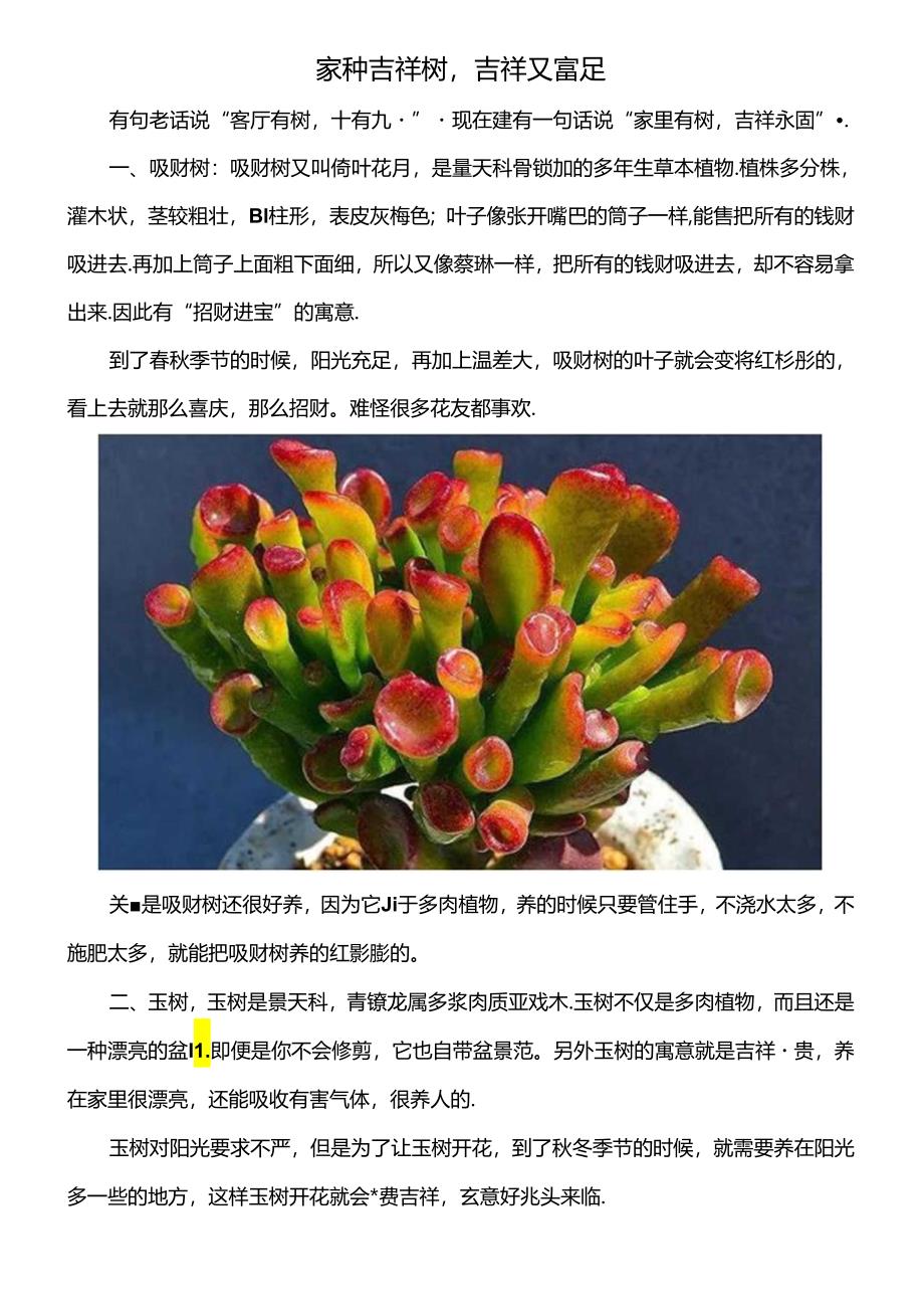 家种吉祥树吉祥又富足.docx_第1页