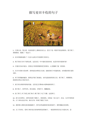 描写麦田丰收的句子.docx