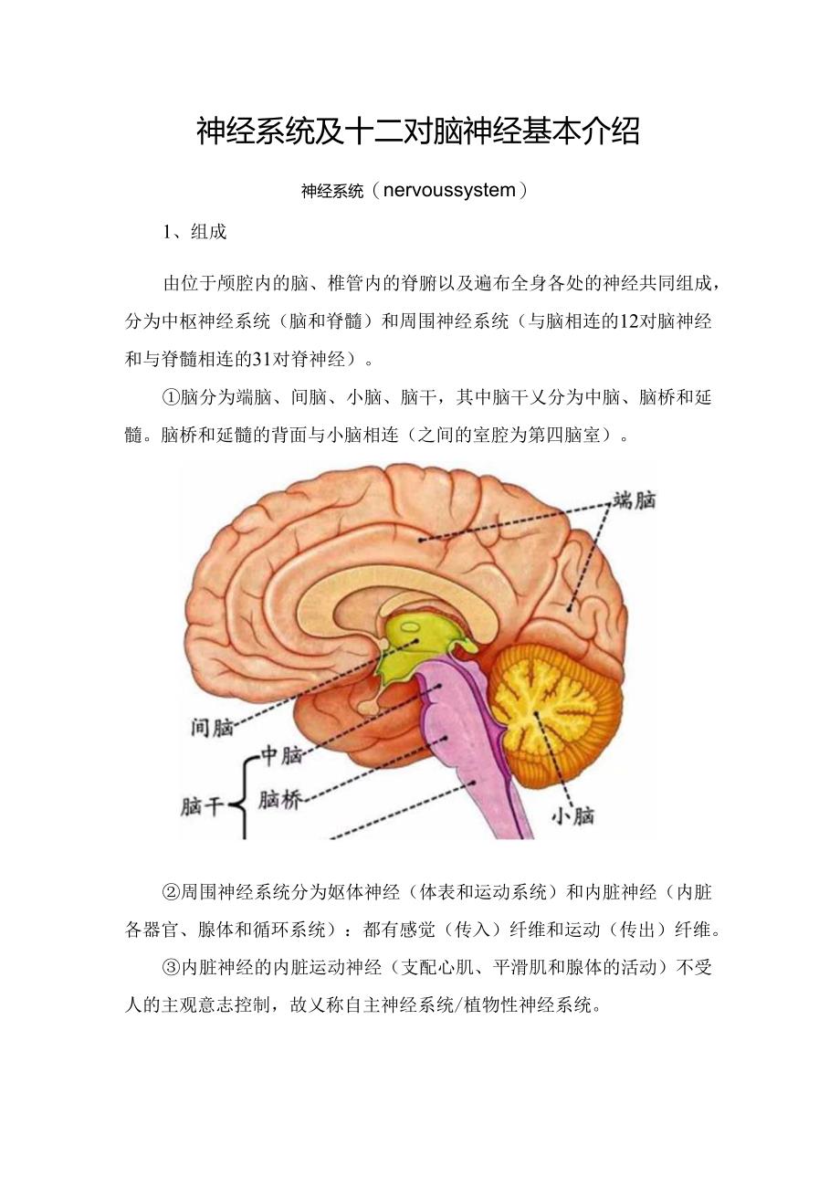 神经系统及十二对脑神经基本介绍.docx_第1页