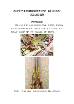 农业生产玉米田大螟危害症状、幼虫形态特征及防控措施.docx