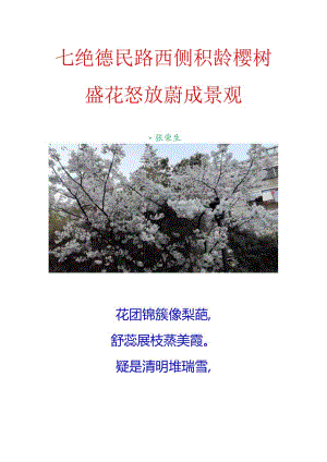 七绝-德民路西侧积龄樱树盛花怒放蔚成景观.docx