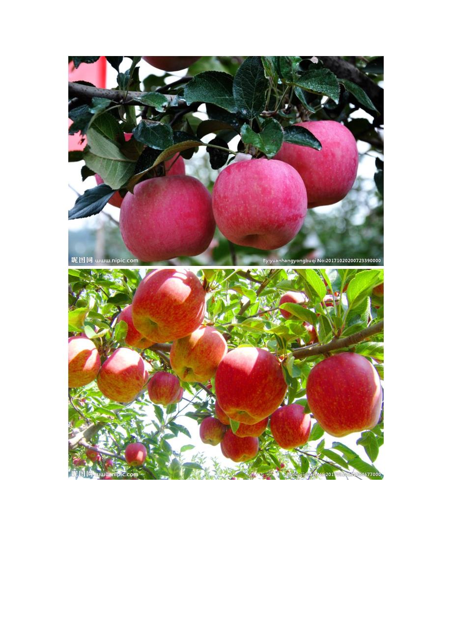 大班语言《的画报》PPT课件教案配音微反思.docx_第2页