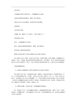 大班科学《莲蓬与藕》PPT课件教案参考教案.docx