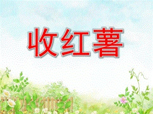 中班科学《收红薯》PPT课件教案中班科学-收红薯.pptx