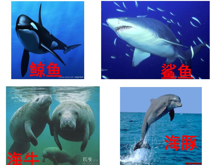 中班科学《海洋生物》PPT课件教案海洋生物图片-幼儿园.pptx_第2页