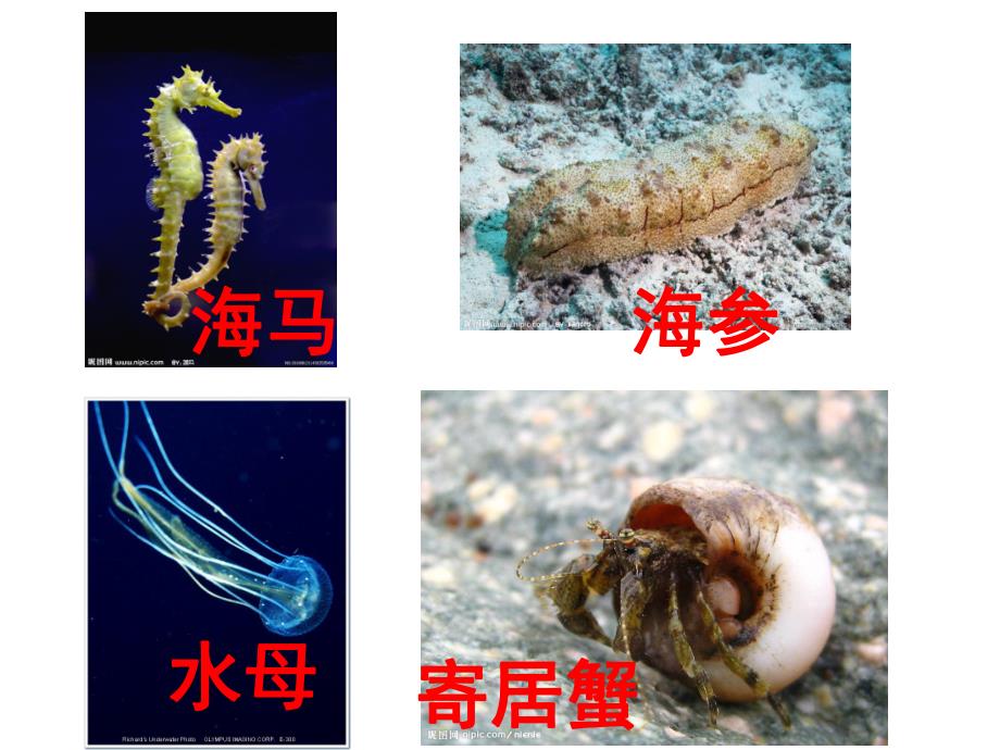 中班科学《海洋生物》PPT课件教案海洋生物图片-幼儿园.pptx_第3页