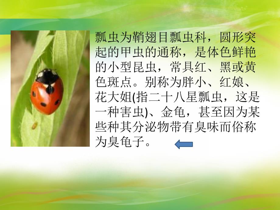 中班科学《它们藏在哪儿》PPT课件教案科常：它们藏在哪儿？(昆虫.pptx_第3页