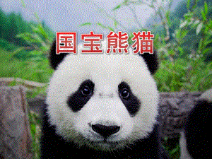 中班科学《国宝熊猫》PPT课件教案PPT课件.pptx
