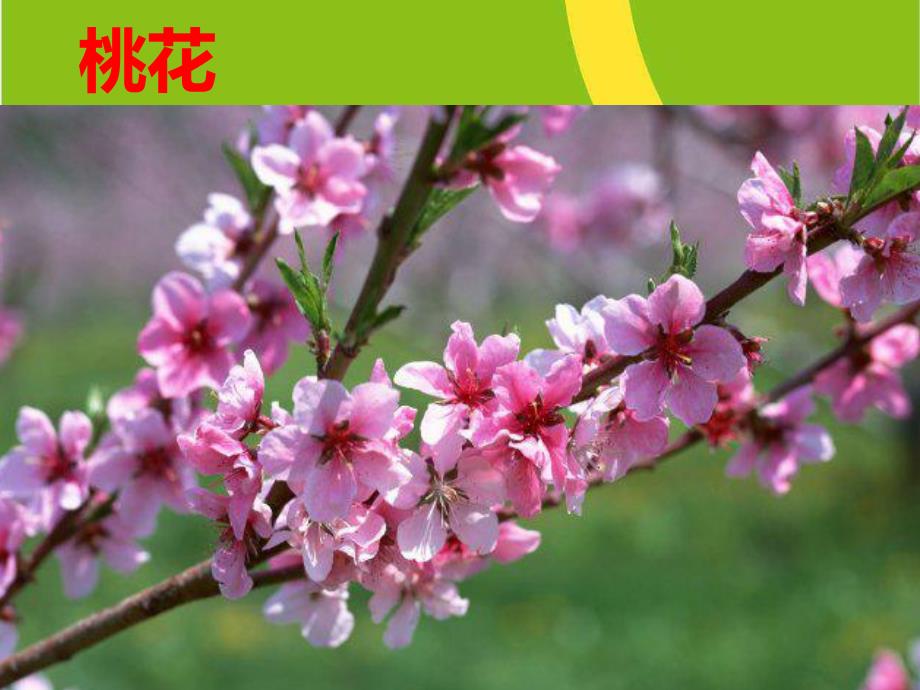 中班区域活动《春天的花》PPT课件中班区域《春天的花》.pptx_第2页