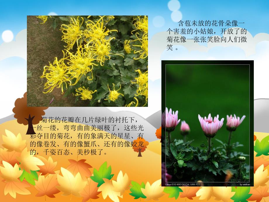 中班科学《天的菊花》PPT课件教案天的菊花.pptx_第3页