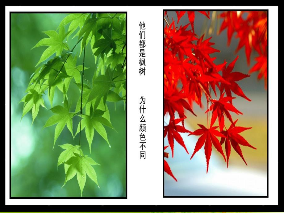 中班科学《冬的树》PPT课件教案.pptx_第2页