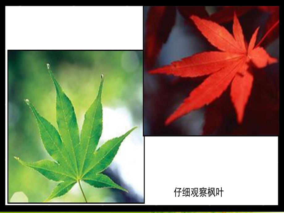 中班科学《冬的树》PPT课件教案.pptx_第3页