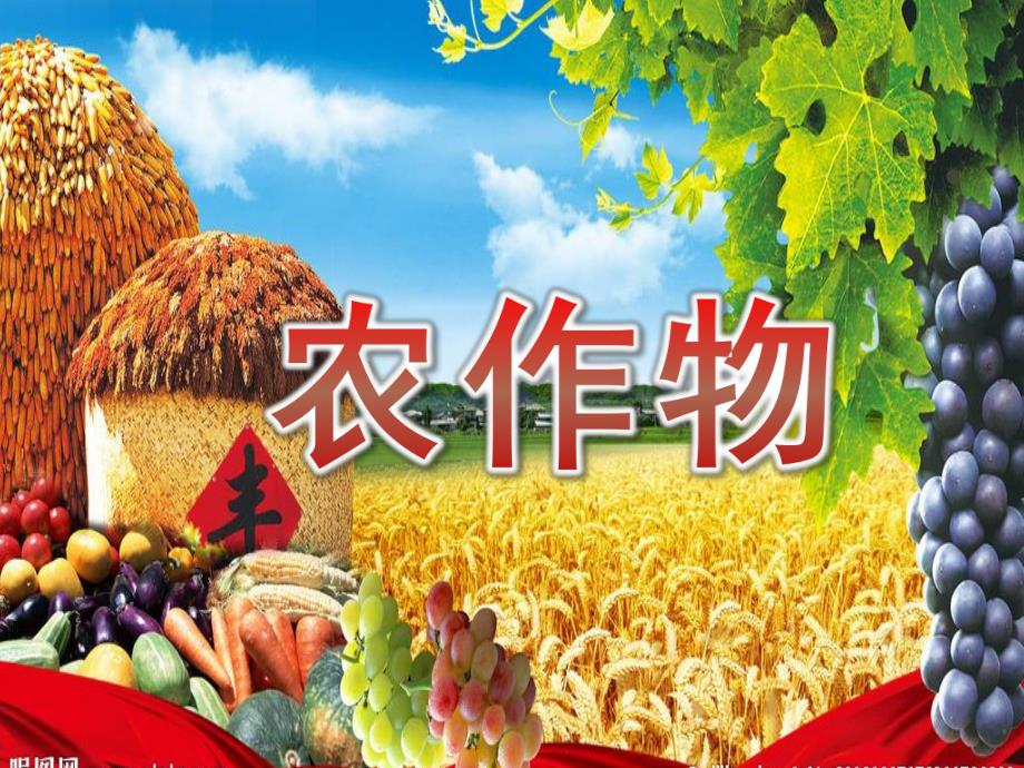 中班科学《农作物》PPT课件中班科学农作物.pptx_第1页