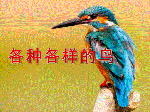 中班科学《各种各样的鸟》PPT课件教案PPT课件.pptx
