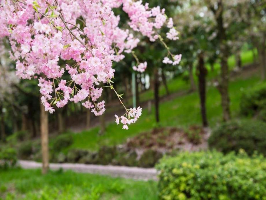 中班科学《冬天的植物》PPT课件教案PPT课件.pptx_第3页