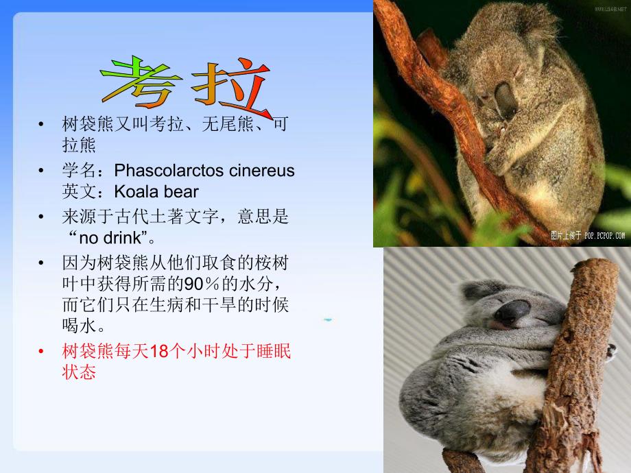 中班科学《动物怎么睡觉》PPT课件教案科学：动物怎么睡觉.pptx_第2页