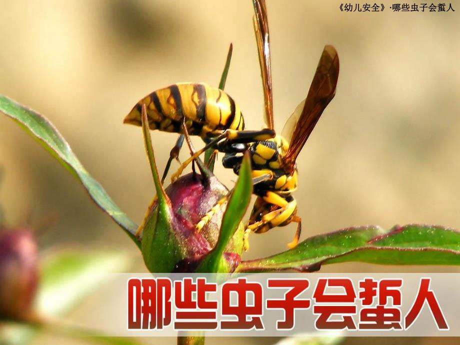 中班安全《什么虫子会蜇人》PPT课件教案哪些虫子会蜇人.pptx_第1页
