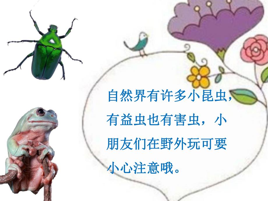 中班安全《什么虫子会蜇人》PPT课件教案哪些虫子会蜇人.pptx_第2页