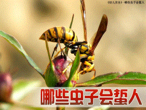 中班安全《什么虫子会蜇人》PPT课件教案哪些虫子会蜇人.pptx