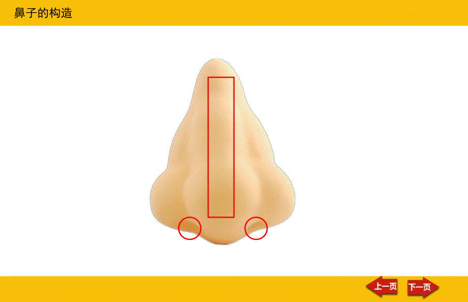 中班社会《小鼻子-大本领》PPT课件教案中班科学活动-小鼻子-大本领.pptx_第3页