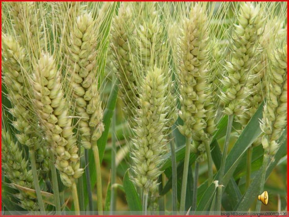 中班手工《好玩的面粉》PPT课件教案好玩的面粉.pptx_第3页