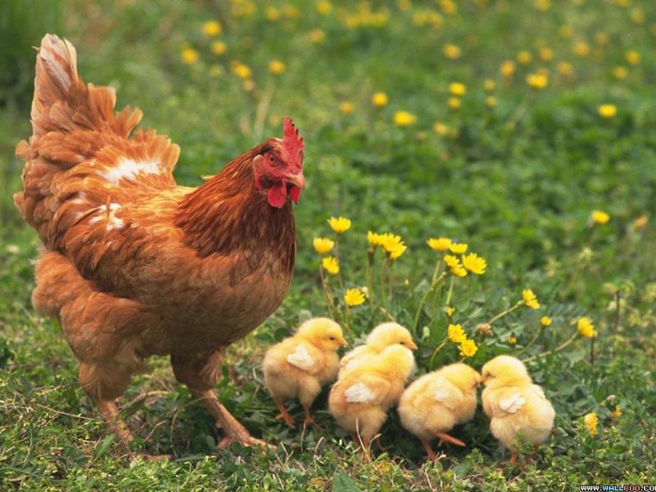 中班主题《动物和宝宝》PPT课件教案PPT课件.pptx_第3页