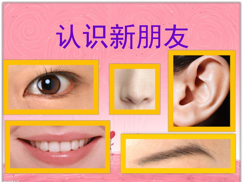 中班社会健康《神奇的五官》PPT课件教案中班--神奇的五官.pptx_第3页