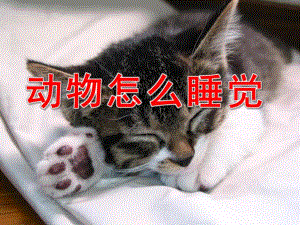 中班科学课件《动物怎么睡觉》PPT课件教案PPT课件.pptx