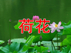 中班科学《荷花》PPT课件教案中班科学《荷花》.pptx