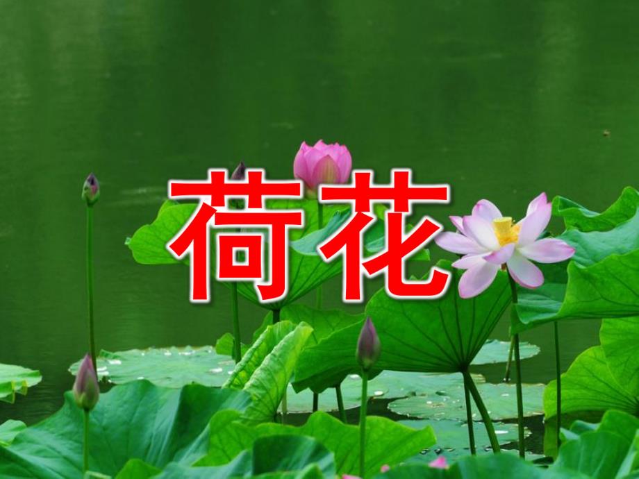 中班科学《荷花》PPT课件教案中班科学《荷花》.pptx_第1页