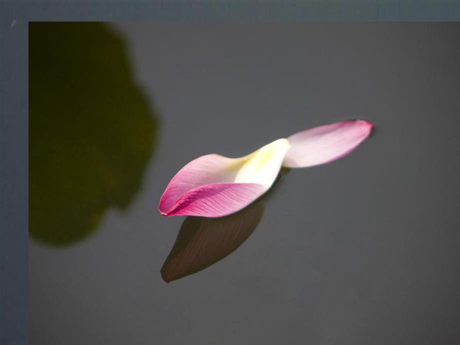 中班科学《荷花》PPT课件教案中班科学《荷花》.pptx_第2页