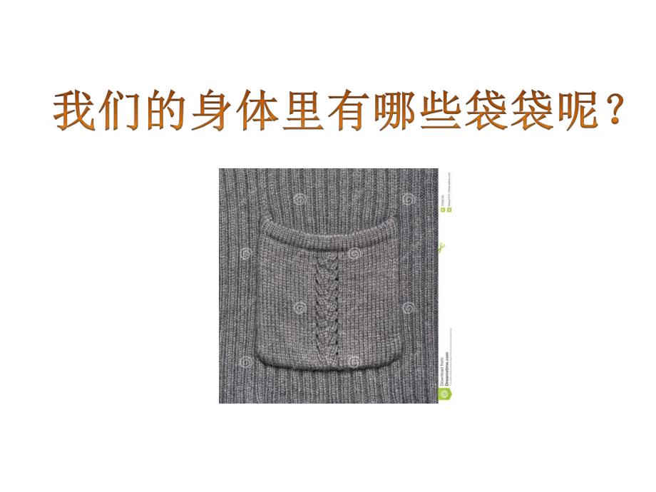 中班科学《身体里的袋袋》PPT课件中班科学《身体里的袋袋》.pptx_第3页