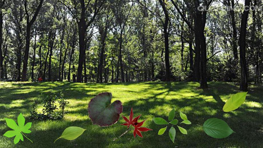 中班美术《树叶贴画》PPT课件教案树叶贴画中班美术活动PPT.pptx_第2页