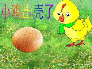 中班科学《小鸡出壳了 》PPT课件教案小鸡出壳.pptx