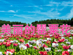 中班禁毒安全《美丽的罂粟花》PPT课件教案PPT课件.pptx